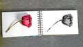 Withered rose and sketch on white sketchbook Royalty Free Stock Photo